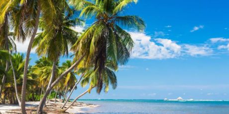 Beach with palm trees: blog ideas